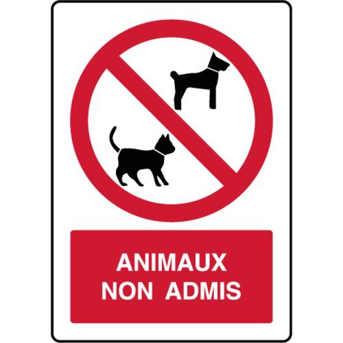 a sign that reads ammonia non admirals with a cat at Oasis 4 personnes in Pamiers