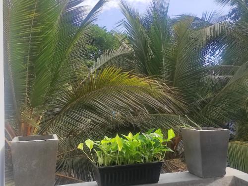 Ein Garten an der Unterkunft The Surf Access Guest House