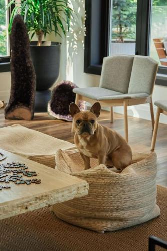 a small dog sitting in a basket in a living room at Sauna Trail Hideaway at Dimensions - Cabin Seven in Algonquin Highlands