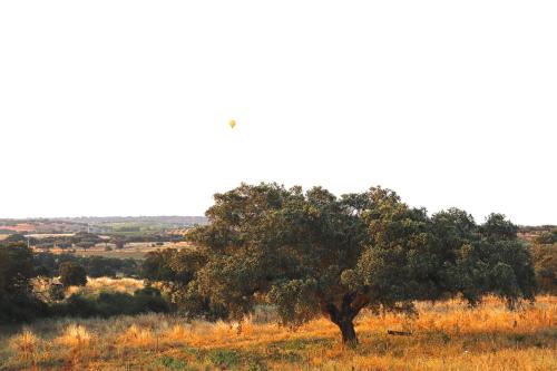 a tree in the middle of a field at Herdade da Yucca - Retreat & Spa in Terena