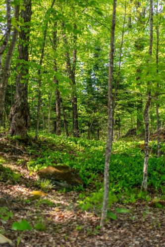 a wooded area with green plants and trees at Wildflower Rest at Dimensions - Cabin Fifteen in Algonquin Highlands