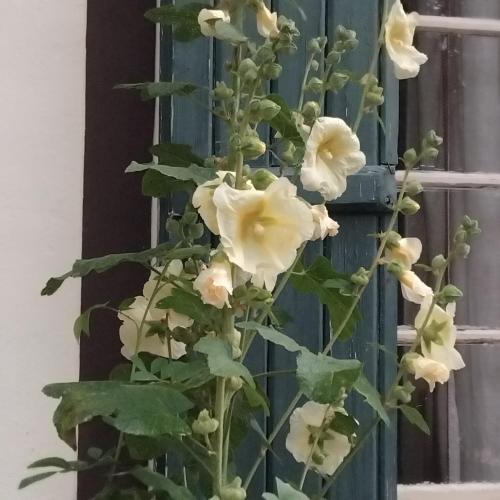 un bouquet de roses blanches sur un poteau dans l'établissement Le vieux pré de la motte, à Villers-sur-Mer