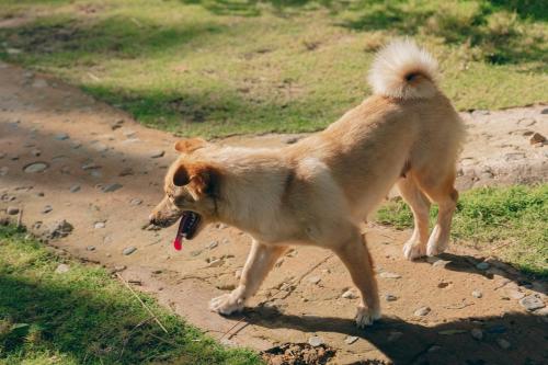 a brown dog walking down a dirt road at Peaceful Hill Homestay in Ke Ga