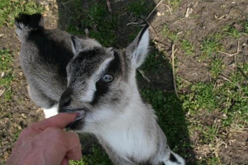 a person feeding a baby goat from a persons hand at Malomdűlő Farmház in Pilisborosjenő