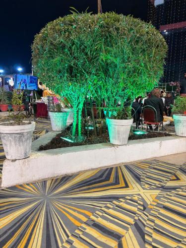 a table with three potted trees on a carpet at Utsav Vatika in Ayodhya