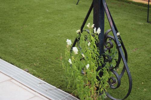 a planter with a plant on a iron fence at Affittacamere La Madonnina in San Giovanni Rotondo