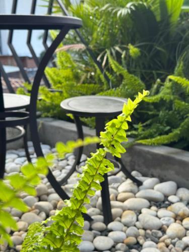 a green plant in front of a table and chairs at Hostel43 in Estación El Salto