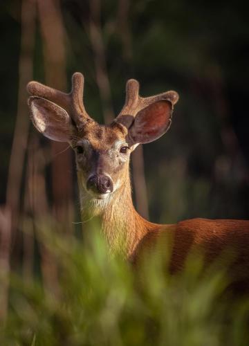 a close up of a deer standing in the grass at Chambre d'Hôtes du Domaine de Gargoris, Terrasse Privée & Piscine in Pont-du-Casse