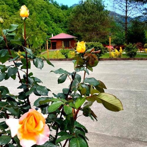 a plant with yellow and pink roses on a street at pınar kır evi in Artvin