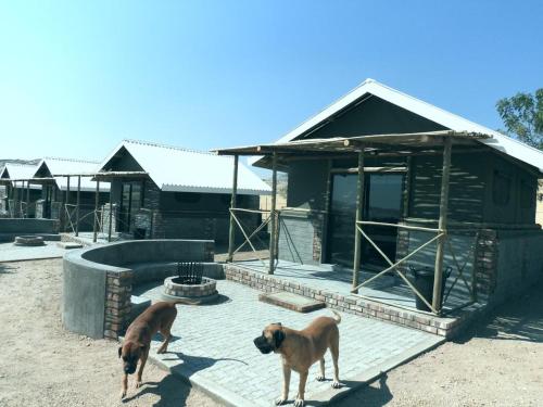 two dogs are standing in front of a house at Carlo's Mountain Lodge in Usakos