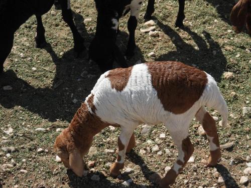 a brown and white cow grazing in the grass at Carlo's Mountain Lodge in Usakos