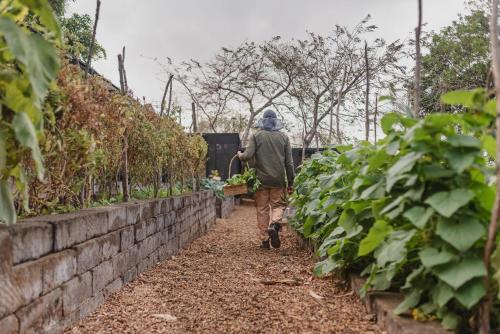 a man walking through a field of plants at TreeCasa Hotel & Resort Nicaragua in San Juan del Sur