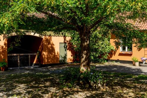 a tree in a yard next to a building at Akaciegaarden Bed & Breakfast in Hårlev