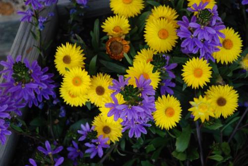 a bunch of purple and yellow flowers at Hotel Zum Granitzl in Mariapfarr