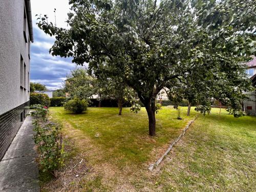 a tree in a yard next to a building at Brána do České Kanady in Český Rudolec