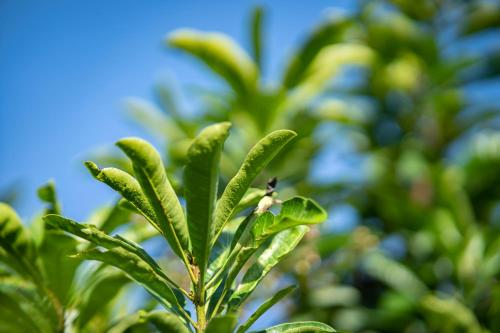 a green leafy plant with a blue sky in the background at Ana-as Apartelle (GGL) in Panglao