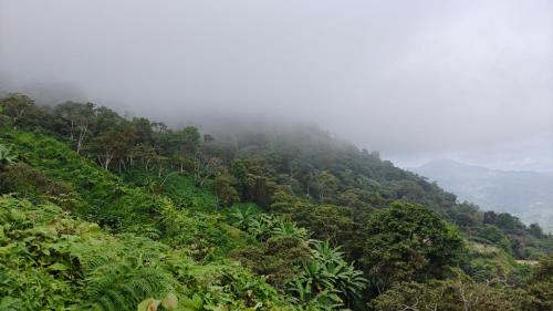 a lush green hillside covered in trees and clouds at Minca Sintropia - Sustainable Lodge & Organic Coffee Finca in Minca