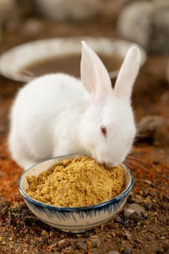 a white rabbit eating food out of a bowl at Le Palmier Long An Boutique Resort - Free Outdoor Cinema in Ấp Kế Mỹ
