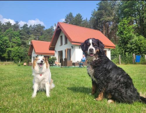 two dogs sitting in the grass in front of a house at Kemping i Domki nad stawem in Harsz