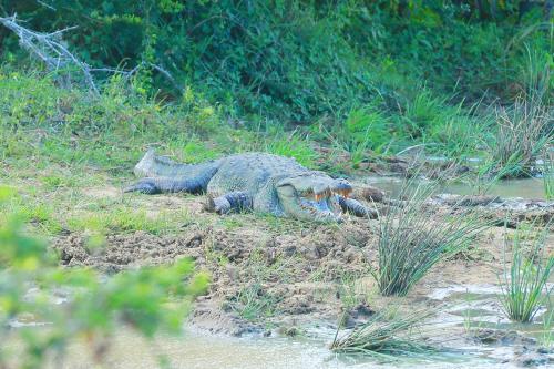 a group ofizards laying on the ground in the grass at Shangri-Lanka Village in Tissamaharama