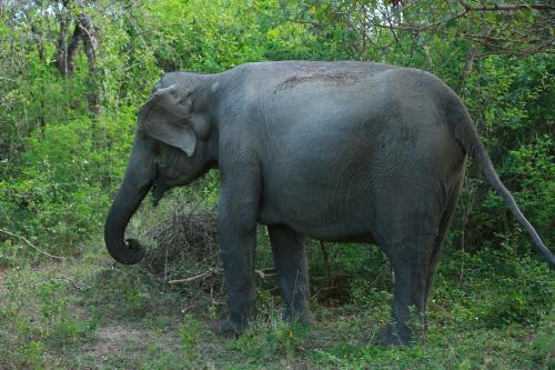 an elephant standing in the grass near some trees at Shangri-Lanka Village in Tissamaharama