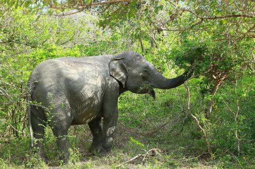 an elephant eating leaves from a tree with its trunk at Shangri-Lanka Village in Tissamaharama