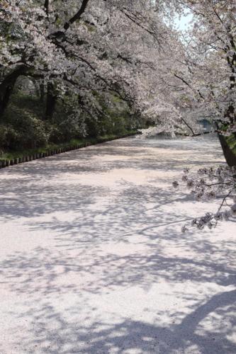 a snow covered path with trees in the background at プレジール弘前101 in Hirosaki