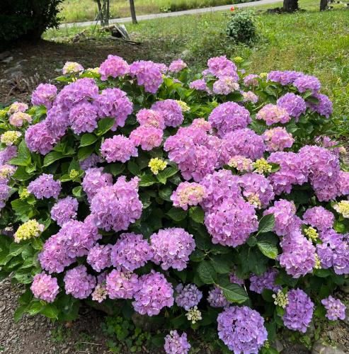 a bunch of purple flowers in a garden at Cottage Morino Nakamatachi in Furano