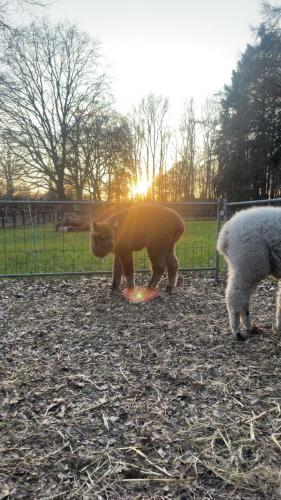 a couple of sheep standing in a field at Meine Schule Sehlingen, Dein Hideaway für ZWEI, Land- oder Radurlaub in der Lüneburger Heide, Nordpfade, Workation mit Sauna, Ruhe & Erholung oder Niedersachsen Städte wie Hamburg, Hannover, Bremen und Verden entdecken in Kirchlinteln
