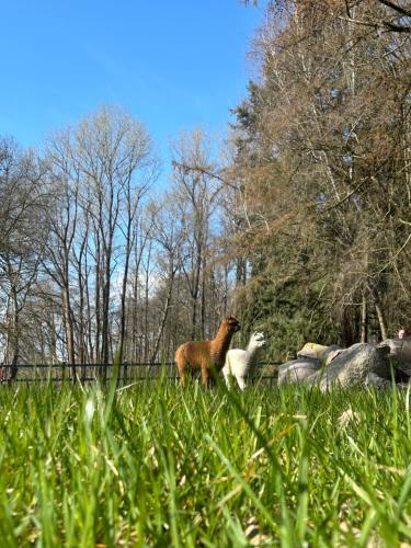 two animals standing in a field of grass at Meine Schule Sehlingen, Dein Hideaway für ZWEI, Land- oder Radurlaub in der Lüneburger Heide, Nordpfade, Workation mit Sauna, Ruhe & Erholung oder Niedersachsen Städte wie Hamburg, Hannover, Bremen und Verden entdecken in Kirchlinteln