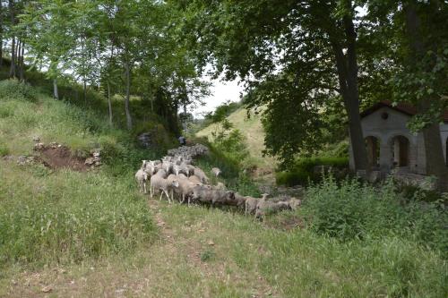 a herd of sheep walking down a grassy hill at GarganoMareBorghi ospitalità diffusa in Vico del Gargano
