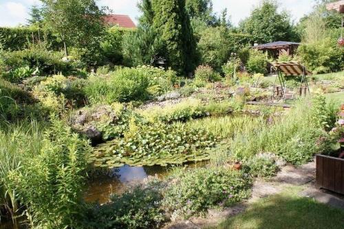 a garden with lots of plants and a pond at Am Hang - nur für Feriengäste - ABC163 in Pinnow