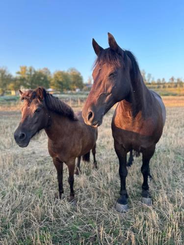 two horses standing next to each other in a field at Resta bondgårdshotell in Örsundsbro