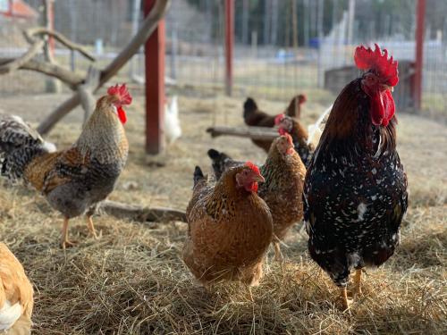 a group of chickens are standing in hay at Resta bondgårdshotell in Örsundsbro