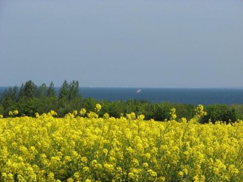 a field of yellow flowers with the ocean in the background at Ferienbungalow Klützer Winkel - ABC165 in Klütz