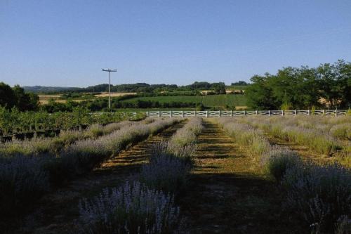 a field of lavender with a fence in the background at Mileva Koncept in Grivac