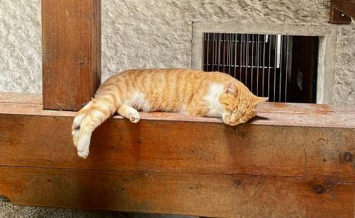 宿泊客と一緒にFerienwohnungen Schladerに滞在中のペット