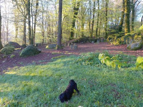 two black dogs in the grass in a forest at Countryside Caravan in Saint-Michel-de-Montjoie