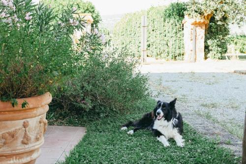 a black and white dog laying in the grass at Agriturismo Vallerana in Capalbio