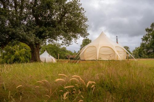 two tents in a field next to a tree at The Tempus at Charlton Hall Estate in Alnwick