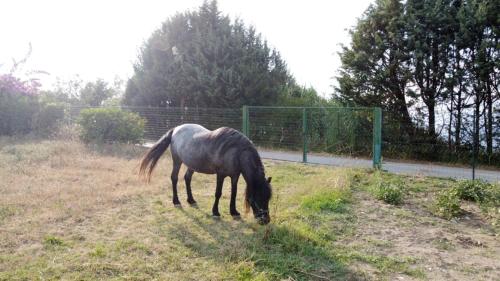 a horse eating grass in a field with a fence at casa di nunzia in Caiazzo