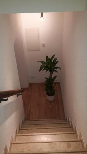 a staircase with a potted plant in a room at Kleines Schmuckstück in Ermstedt