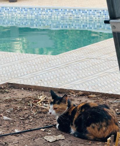 Κατοικίδιο ή κατοικίδια επισκεπτών που μένουν στο Villa Fatima