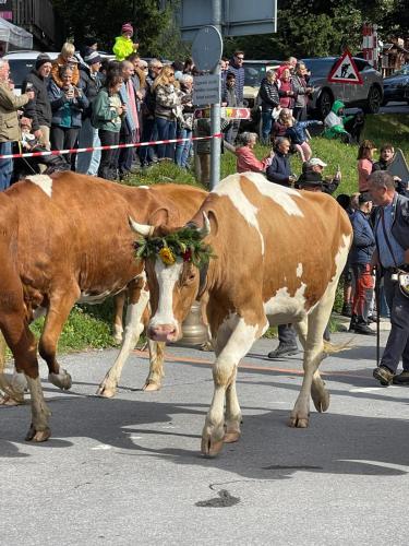 two brown and white cows walking in a parade at Beau Séjour 3 pièces 401 A in Gryon