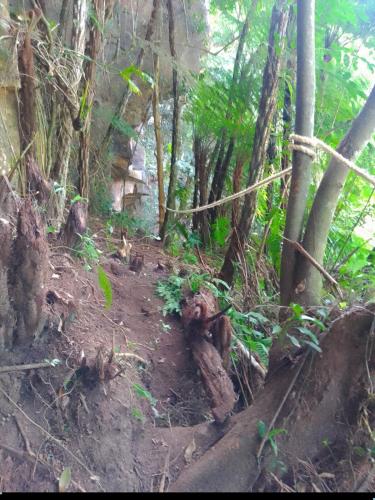 a dirt trail in a forest with trees at Cabana em Alfredo Wagner - Cabana Herança Serrana in Barracão