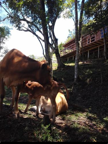 a mother cow standing over a baby cow laying on the ground at Cabana em Alfredo Wagner - Cabana Herança Serrana in Barracão