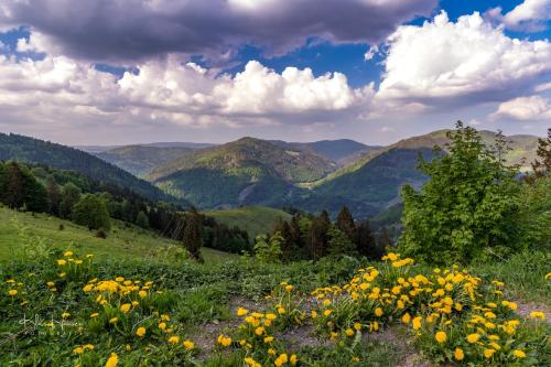 ein Feld gelber Blumen auf einem Hügel mit Bergen in der Unterkunft Ferienhaus "an der Wiese" für 7 Personen, Todtnau in Todtnau