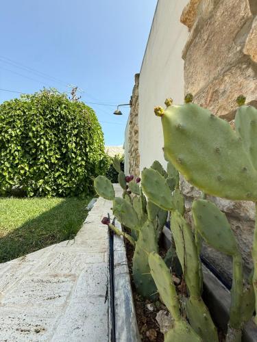 a succulent plant next to a wall at Amati home in Floridia