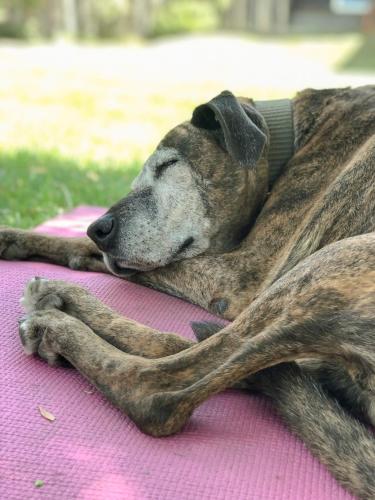 a dog is sleeping on a pink blanket at INDÓMITO HOSTEL in San Carlos de Bariloche