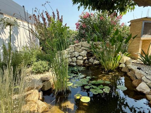 a garden with a pond with lilies and plants at Une nuit en Luberon in Puyvert